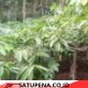Petani Kopi di Argotirto Keluhkan Kelangkaan Pupuk Subsidi, Khawatir Produksi dan Pendapatan Menurun