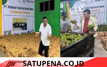Harga Alpukat dan Kentang Aceh Tengah Naik, Rumah Tani Nusantara Jadi Penopang Pasar Petani