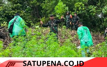 Kodim 0101 Kota Banda Aceh Temukan Ladang Ganja di Hutan Aceh