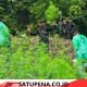 Kodim 0101 Kota Banda Aceh Temukan Ladang Ganja di Hutan Aceh