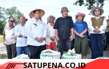 Taksi Alsintan Permudah Petani, Bupati Samosir Vandiko T. Gultom Turun Langsung Panen Padi Bersama Masyarakat