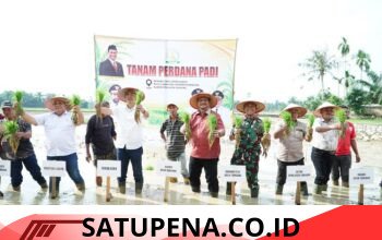 32 Persen Lahan Terdampak Dipulihkan” Aceh Tamiang Mulai Tanam Padi Kembali