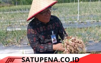 Panen Perdana Bawang Merah Bantuan BI Membanggakan
