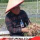 Panen Perdana Bawang Merah Bantuan BI Membanggakan