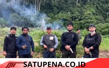 Denintel Kodam Iskandar Muda Bongkar Ladang Ganja 50 Hektare di Nagan Raya, Ratusan Prajurit Dikerahkan untuk Pemusnahan
