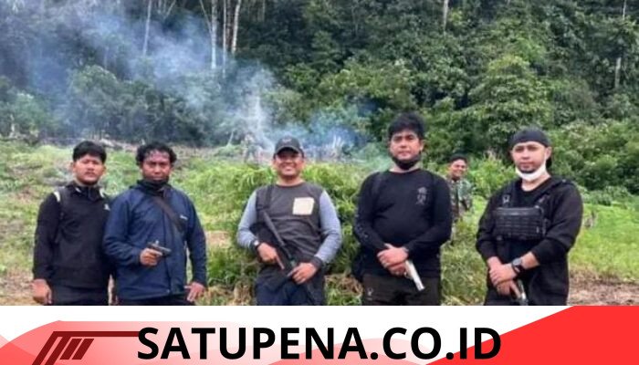 Denintel Kodam Iskandar Muda Bongkar Ladang Ganja 50 Hektare di Nagan Raya, Ratusan Prajurit Dikerahkan untuk Pemusnahan