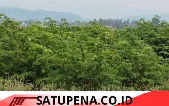 Sawah Produktif Berubah Jadi Semak Belukar, Asa Petani Pidie Jaya Sirna