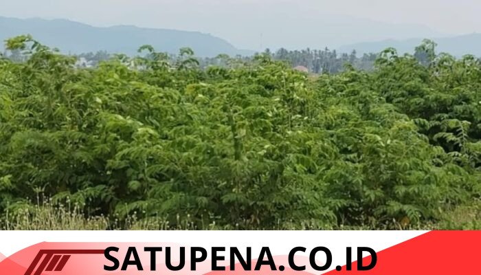 Sawah Produktif Berubah Jadi Semak Belukar, Asa Petani Pidie Jaya Sirna
