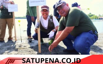 Medco E&P dan BPMA Tanam 1.000 Mangrove di Banda Aceh