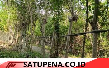 Tanpa Tiang, Kabel Listrik di Sarah Mane Bergantungan di Pagar