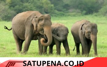 Gajah Liar Kembali Masuki Permukiman Warga di Pintu Rime Gayo, Masyarakat Minta Penanganan Cepat