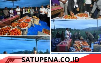 Bukti Nyata Desa Mandiri: Panen Perdana Tomat BUMDes Sisordak Jadi Inspirasi Tapanuli Utara!
