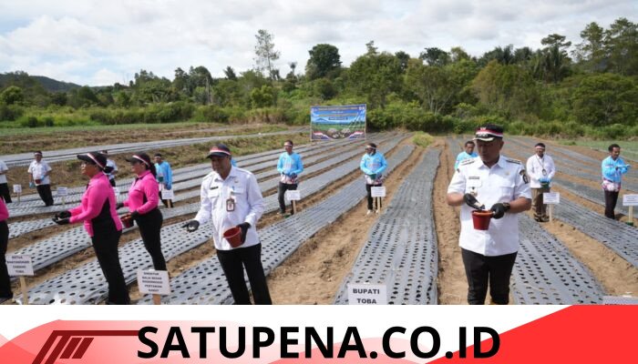 Bupati Toba Dorong Evaluasi dan Penguatan Budidaya Bawang Putih