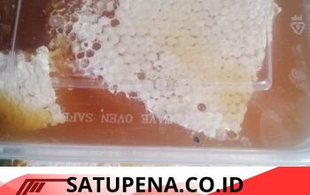 Dongkrak Perekonomian Keluarga, Reje Kampung Ulu Naron Kembangkan Budidaya Lebah Madu Apis cerana