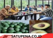 Rahman Kurnia Baru Berhasil Kembangkan Alpukat Hass Genjah Di Kecamatan Bandar