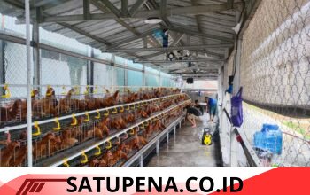 Rutan Cipinang Optimalkan Pembinaan Kemandirian melalui Budidaya 500 Ekor Ayam Petelur