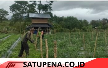 Anggota Koramil 09/Ketol Tanam Al Pokat Di Wilayah Kecamatan Ketol