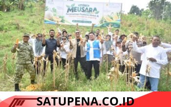 Panen Perdana 1 Ton Jagung, PLN NP UP Arun Dorong Petani Lhokseumawe Naik Kelas Lewat Meusara