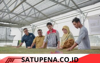 Sinergi Pemkab Dan Pertamina” Lahan 1,8 Hektar Pulih, Aceh Tamiang Sukses Gelar Panen Cabai Perdana