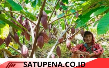 Kakao Bener Meriah Punya Potensi Ekonomi Kerakyatan, Mas Alfian: Jangan Pernah Malu Jadi Petani