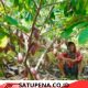 Kakao Bener Meriah Punya Potensi Ekonomi Kerakyatan, Mas Alfian: Jangan Pernah Malu Jadi Petani
