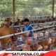 Jamaluddin Idham Turun Langsung ke Lapangan, Pastikan Bantuan untuk Petani dan Peternak Abdya Tak Berhenti di Penyaluran