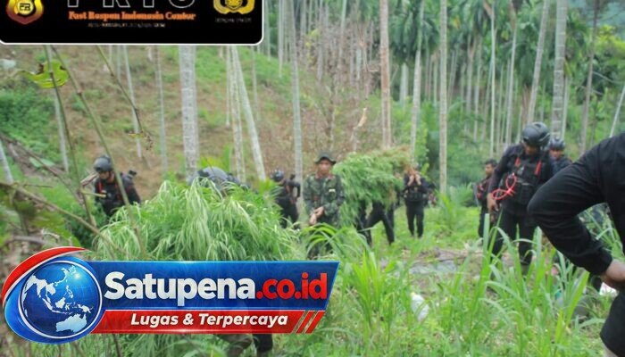 BNNP Aceh Ungkap Ladang Ganja Seluas 18 Hektare di Aceh Utara, Empat Orang Diamankan